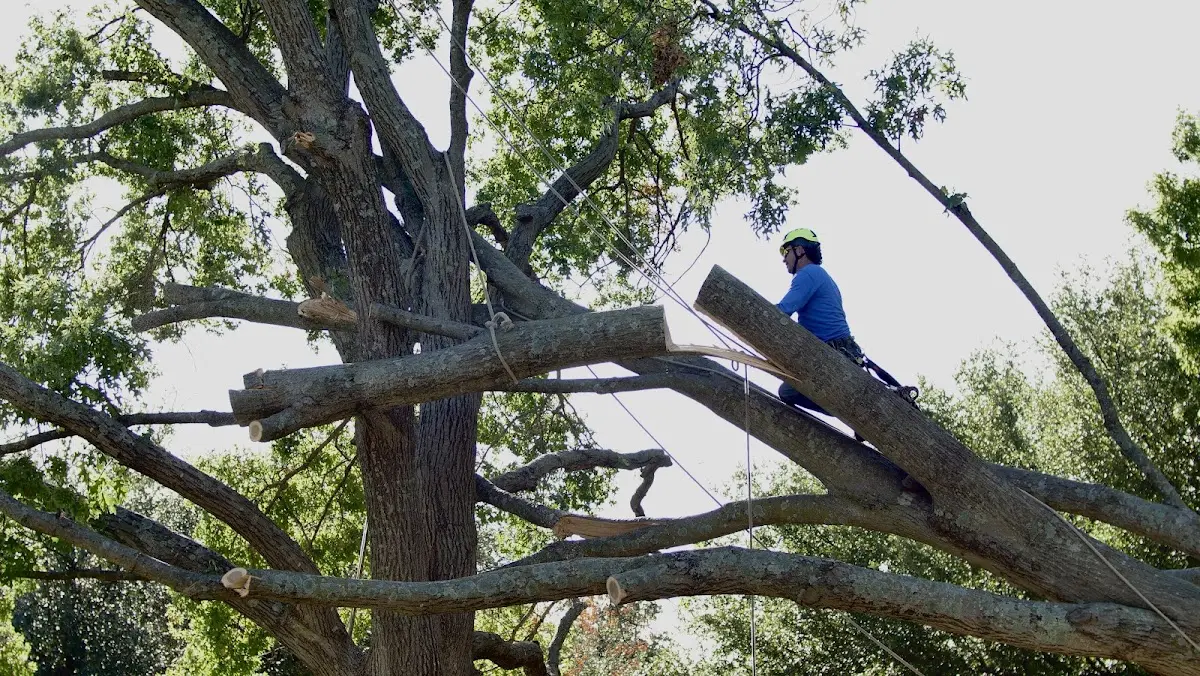 Professional Crown Thinning performed by certified arborists in Rena Lara